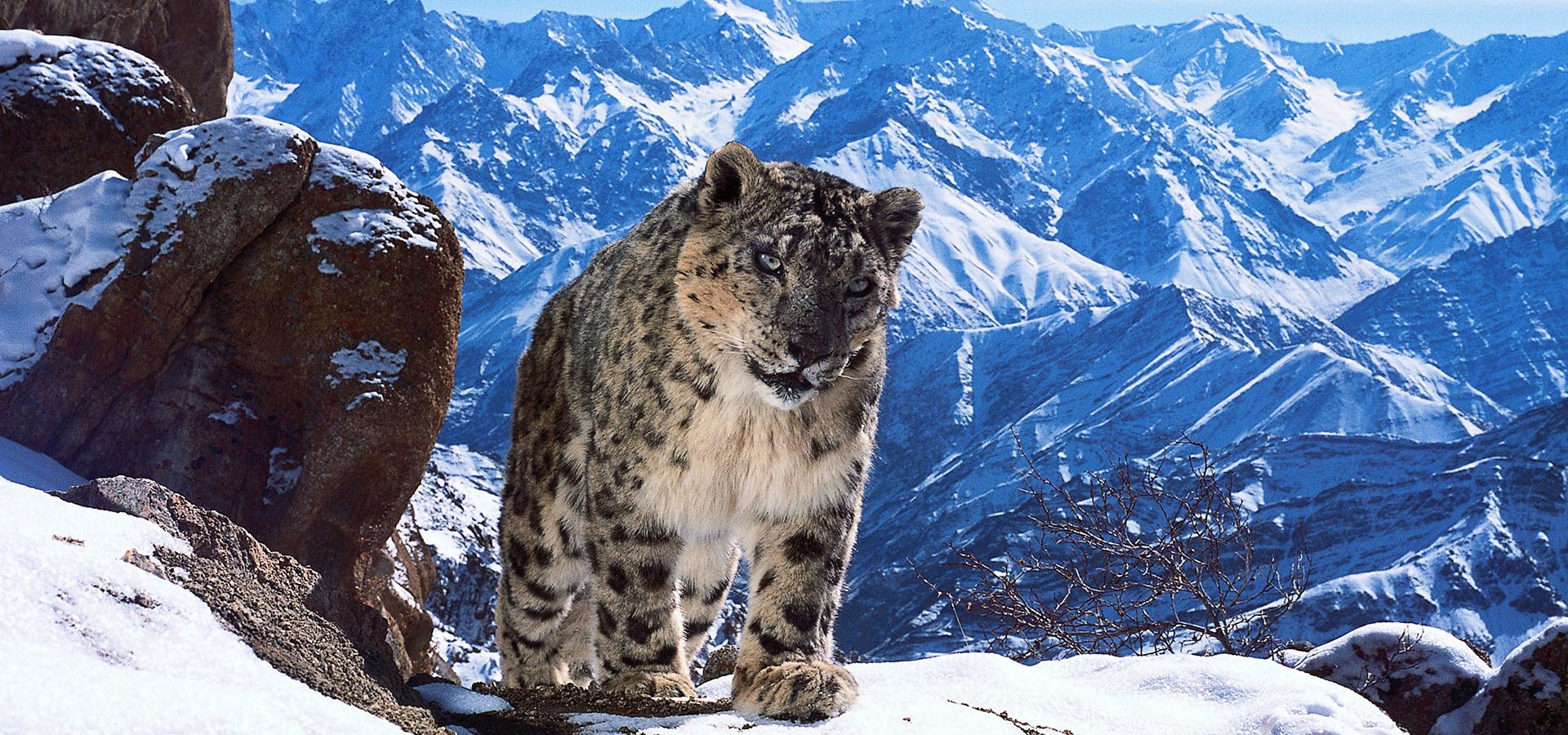 سریال Planet Earth II